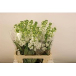 Matthiola Levkoi Iron White 65cm