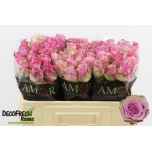 Roos 50cm Rosemary