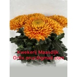 Chrysanthemum Krüsanteem BL Rossi Dark Orange*10