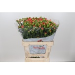 Dianthus Nelk SP Tilde*10