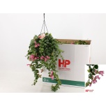 Aeschynanthus Punahuul Pink Polka 15cm