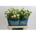 Ranunculus Tulikas Butterfly Ariadne 60cm