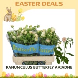 Ranunculus Tulikas Butterfly Ariadne 70cm