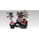 Paeonia Pojeng lact mix 19cm