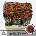 Chrysanthemum Krüsanteem SANTINI Doria Cherry 750g*25