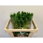 Ornithogalum Linnupiim Milky Way 50cm
