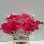 Zantedeschia Kalla Captain Hollywood 70cm