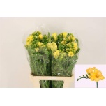 Freesia Elysee