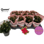 Kalanchoe Kalanhoe single blos tolba red 10,5cm
