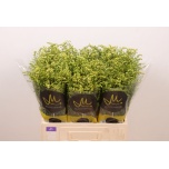 Solidago Kuldvits Moonlight Glory 60cm