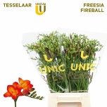 Freesia Fireball