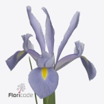 Iris Iiris Shanghai