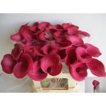 Zantedeschia Kalla Fantasia 55cm