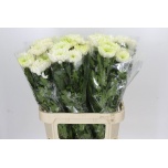 Chrysanthemum Krüsanteem BL Rossano White 85gr*10