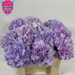Hydrangea Hortensia Royal Benefit Rose 50cm*5