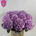 Hydrangea Hortensia Royal Benefit Rose 80cm*5