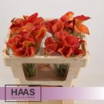 Zantedeschia Kalla Sunset Passion 45cm