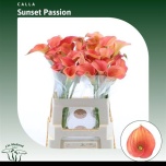 Zantedeschia Kalla Sunset Passion 60cm