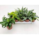 Dracaena Draakonipuu overig mix 12cm