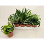 Dracaena Draakonipuu overig mix 12cm
