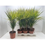 Dracaena Draakonipuu mix 17cm