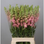 Antirrhinum Lõvilõug Maryland Pink 70cm