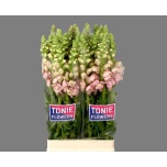 Antirrhinum Lõvilõug Maryland Pink 75cm