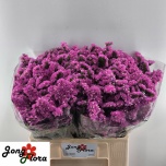 Limonium Parkjuur S Raspberry Wings 60cm