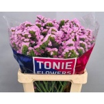Limonium Parkjuur S Fantasia Wings 60cm