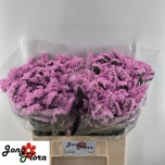 Limonium Parkjuur S Fantasia Wings 60cm