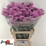 Limonium Parkjuur S Fantasia Wings 70-75cm