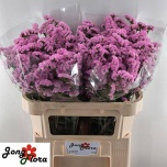 Limonium Parkjuur S Fantasia Wings 70-75cm
