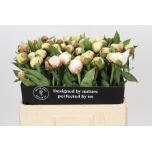 Paeonia Pojeng Dr F G Brethour 50-55cm