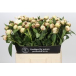 Paeonia Pojeng Dr F G Brethour 60cm