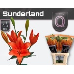 Lilium Liilia LA Sunderland 90cm