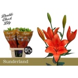 Lilium Liilia LA Sunderland 90cm