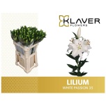 Lilium Liilia OR White Passion 80cm