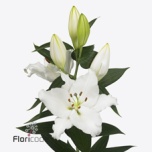 Lilium Liilia OR White Passion 90cm