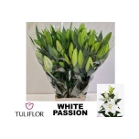 Lilium Liilia OR White Passion 90cm