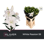 Lilium Liilia OR White Passion 90cm