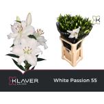 Lilium Liilia OR White Passion 90cm