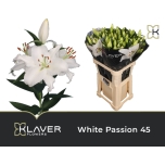 Lilium Liilia OR White Passion 95cm