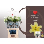 Lilium Ot Felino 100cm