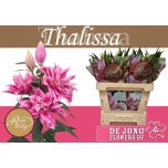 Lilium Liilia OR DU Thalissa/Tosca 75cm