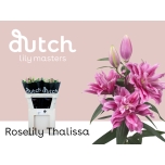 Lilium Liilia OR DBL Roselily Thalissa 80cm