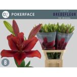 Lilium Liilia LA Pokerface 90cm