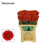 Chrysanthemum Krüsanteem BL Tusca*10