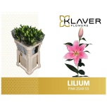 Lilium Liilia OR Pink Zsar 80cm
