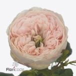 Roos 50cm Mansfield Park