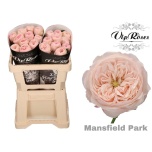 Roos 50cm Mansfield Park
